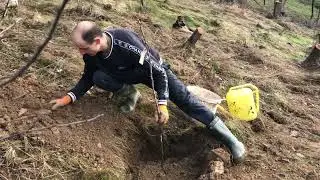 Sadnja Jabuke i Kruške u Proleće