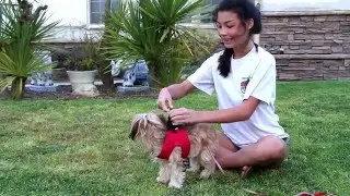 (Small Dog Harness Vest) Replaces Collars - Best Dog Harness Los Angeles
