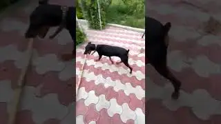 One Of The Most Intelligent Dog Breeds In The World | Doberman evolution | First Quality Doberman