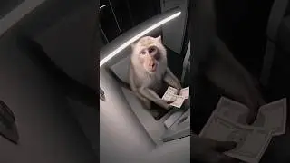 Monkey Theft Caught in CCTV 😲 😱