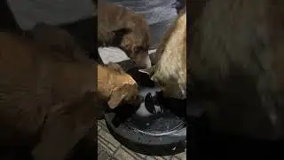 Dogs drinking coffee every night #animals #dogs #dog #cat #cats  