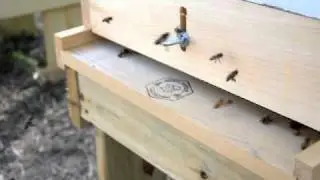 Big Oaks Bees in Flight