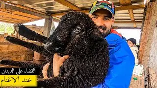 كارثة في بيت الارانب😱/شراء حيوانات جديدة المزرعة/اعطاء دواء الديدان للاغنام