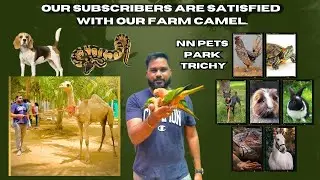 NN Pets Park trichy |  குறைந்த விலையில் ஒட்டகம் வாங்கணுமா ? Camel for sale