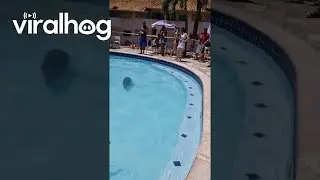Капибара плавает в бассейне || ViralHog