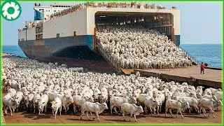 Transporting 9.9 Million Cows by Ship This Way - Biggest Heavy Equipment Machines | Heavy Machinery