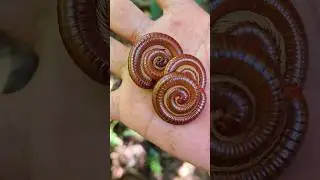 LUAR BIASA! Bentuk kaki seribu raksasa 😱😱😱 - short video #snailhunter