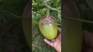 Brinjal from kitchen gardens #shorts #viral #gardening #garden