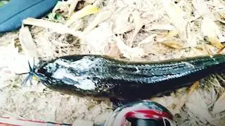 Casting Mega Snakehead Part 3