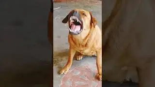 dog sound dog barking loud#shorts #viralshorts #trendingshorts