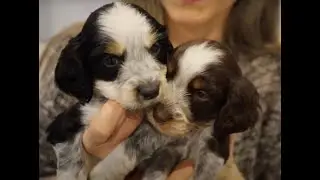 Kahlua's Puppies - Age 4 weeks to 6 weeks
