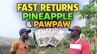 Lessons from a Pineapple & Pawpaw Farm in Ibadan Nigeria