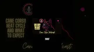 🐾 Cane Corso Heat Cycle 101: What to Know! 🔥 #CorsoHeat