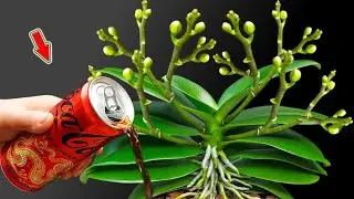 Just Pour 1 Cup! Thousands Of Orchids Bloom All Year Long!