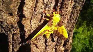 Citheronia laocoon (macho)