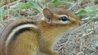 Eastern chipmunk - wild chipmunk clucking (alarm) sounds - chipmunk part 10  #wildlife #wildanimals