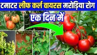 टमाटर में वायरस कंट्रोल || Tomato Leaf Miner control