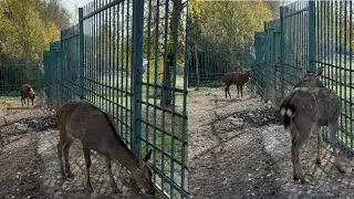 #Deer Park Farm #Countryside Russia