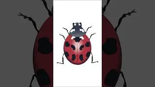 Short VIdeo Ladybird beetle  #shorts #shortsfeed #viral #larning #short