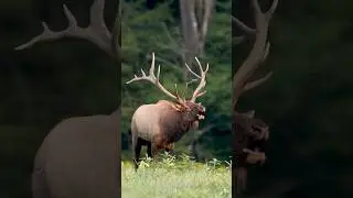 Big bull elk bugling