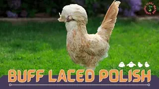 BUFF LACED POLISH in 1 minute (History, Temperament, Hardiness...) Gallus gallus domesticus