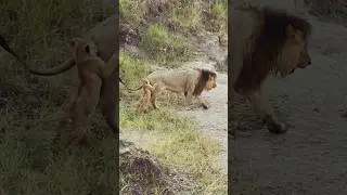 Lorkulup the family lion