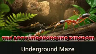 THE ANTS: UNDERGROUND KINGDOM. EXPLORING UNDERGROUND MAZE