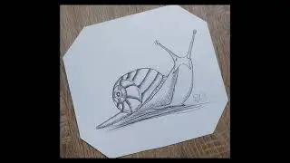 How to Draw a Snail Easy Step by Step 17 Minutes