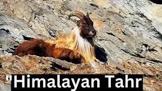Himalayan Tahr: The Majestic Mountain Dweller | Animal deep life