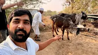 Haren kone api Kankrej cow farm #bharattharanikankrejcow #cow #cowvideos 