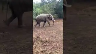 Yala safari elephant attack #1million #viralvideo #safari #elephantattack #elephant #travel