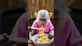 Little White Monkey Enjoys Hot Noodles in Pink Shirt - Cutest Thing Ever