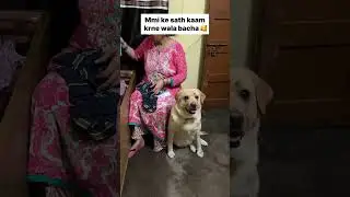 cute bacha 🥰 || labra rubi || #shorts #youtubeshorts #labrador #dog #funny #cutedog #viralsong