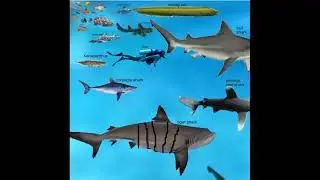 fish size comparison largest fish (Old version see new one)