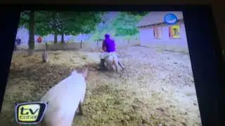 Stefan Raab auf dem Reitschwein
