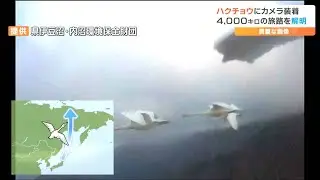 「ツンドラとはまったく違った景色」ハクチョウ目線カメラで初めて捉えたシベリア繁殖地　4000キロの旅路でわかったこと