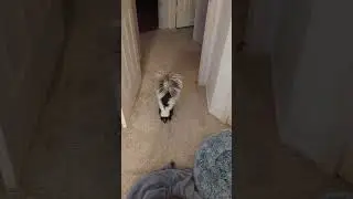 Hangry skunk alert! Snack-obsessed cutie demands treats ASAP 🦨😂 | 🎥Collab #pets #funnyanimals