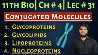 Conjugated Molecules |11th Bio|   Glycoproteins| Glycolipids| Lipoproteins| Nucleoproteins| Lec # 31