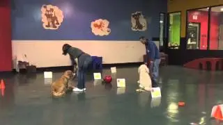 Advanced Obedience Class