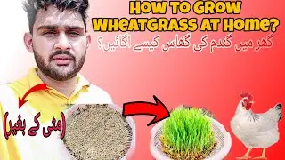 How to Grow Wheatgrass at Home?🤔|Without Soil🤩|information|Green feet for chicken@thevillageboyAS