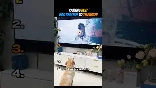 Ranking Best Dog Reactions To Television