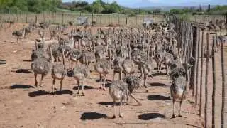 Baby Ostrich Hatching