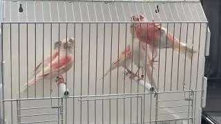 Stafford canary&rsquo;s 