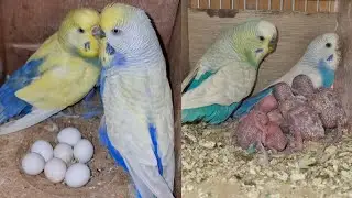 Breeding progress || available birds for shooq 03472433231 WhatsApp Karachi #rainbowbudgies 