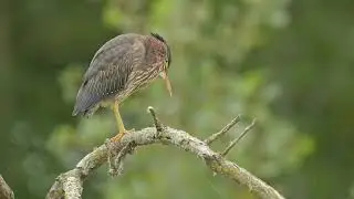 2025.09.10 - Green Heron at Horicon Marsh Wildlife Area in Wisconsin