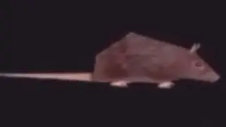 Top 5 Goofy Rats