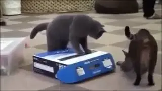 Funny Cat Videos hot new 2016