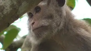 Heartbreaking on Amari monkey because of Poor Vision|How about Lori will be?