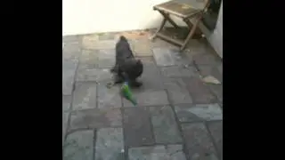 bird and dog fighting over bone