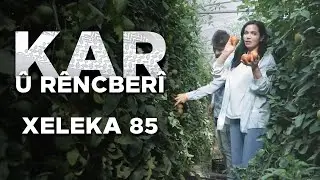 Kar û Rêncberî - Çinîna Xîyar û Bacanan | كار و ڕێنجبەری - چنینا خیار و باجانان